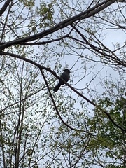 Dumetella carolinensis