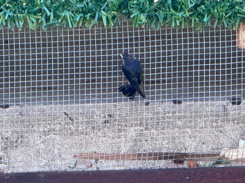 Barn Swallow