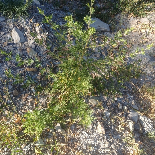 common ragweed