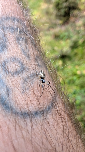 Conical Trashline Orbweaver