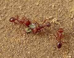 Pogonomyrmex californicus