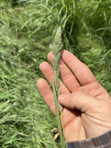 Muhlenbergia racemosa observed 2026-08-19