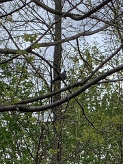 Dumetella carolinensis