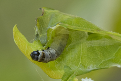 Yponomeuta evonymella