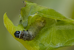 Yponomeuta evonymella