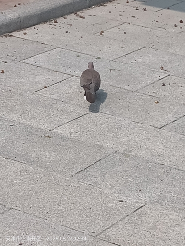 Spotted Dove