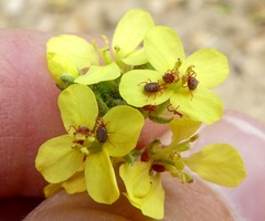 Balaustium