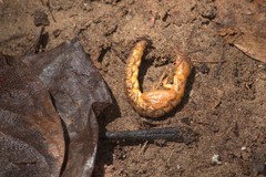 Corydalus bidenticulatus