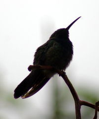 Anthracothorax viridis