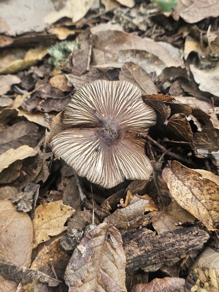 star fibrecap · August 2026 · photo: Photo: (c) Erick Vélez Sánchez, some rights reserved (CC BY) · iNaturalist