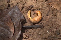 Corydalus bidenticulatus