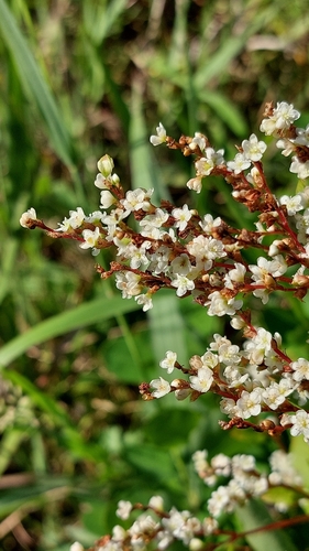 Koenigia jurii
