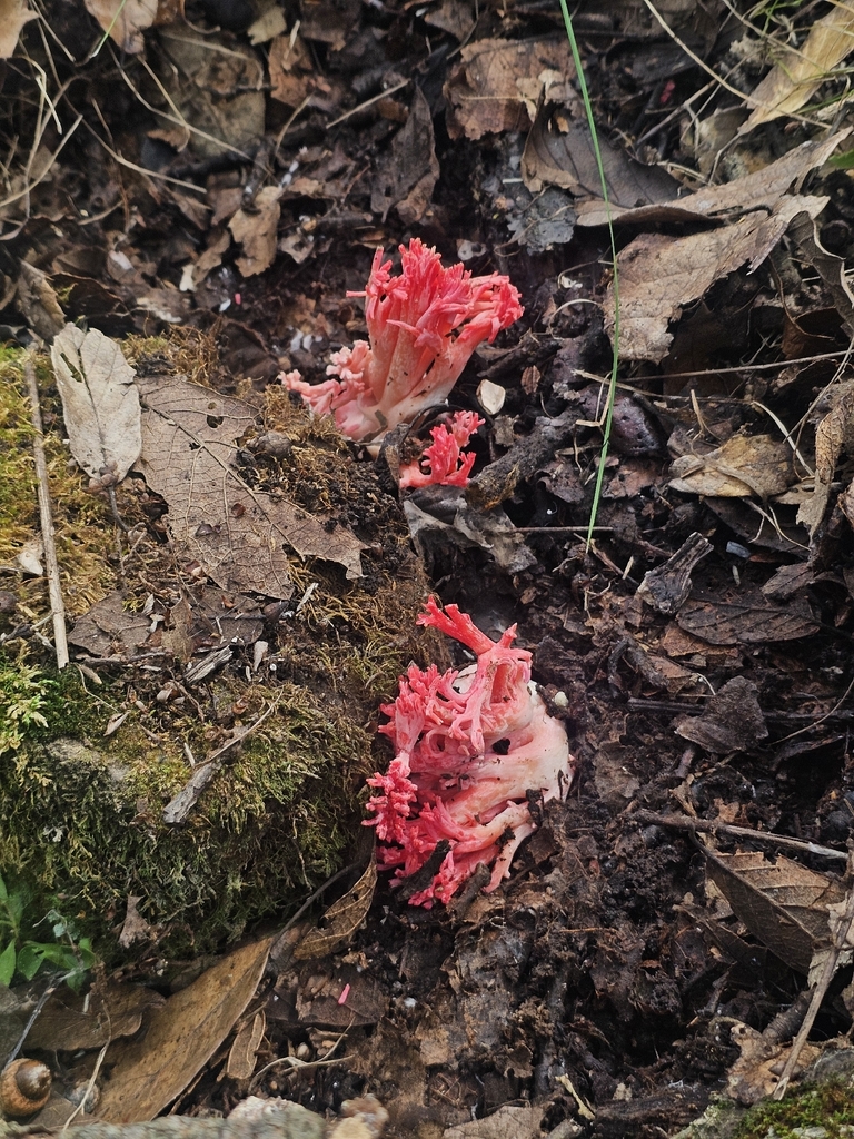 red coral · August 2026 · photo: Photo: (c) Erick Vélez Sánchez, some rights reserved (CC BY) · iNaturalist