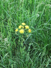 Crepis biennis