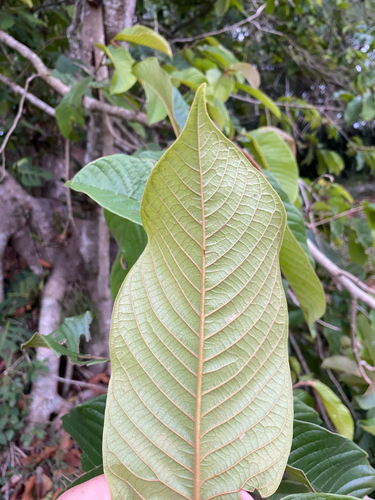 Annona purpurea, photograph 2