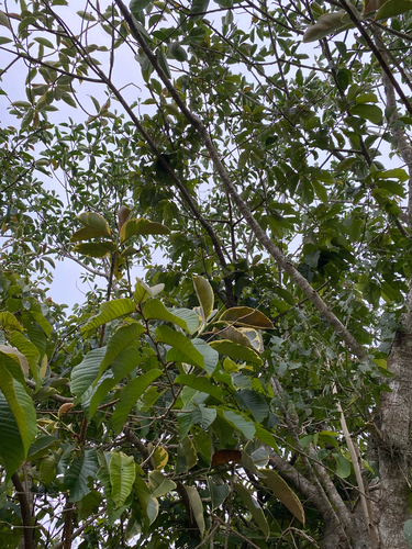 Annona purpurea, photograph 4