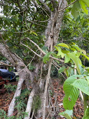 Annona purpurea, photograph (c) birdzilla, some rights reserved (CC BY)