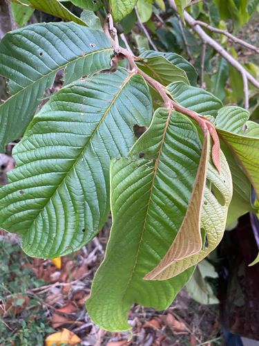 Annona purpurea