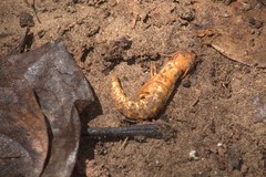 Corydalus bidenticulatus