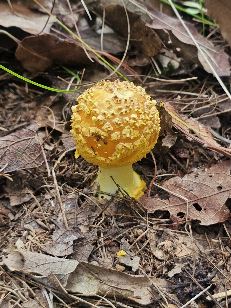 Yellow Patches · August 2026 · photo: Photo: (c) Erick Vélez Sánchez, some rights reserved (CC BY) · iNaturalist