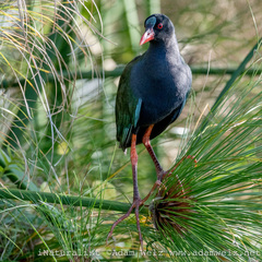 Porphyrio alleni