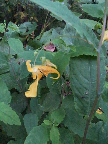 Touch-me-not Balsam