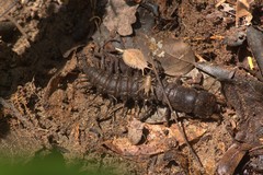 Corydalus bidenticulatus