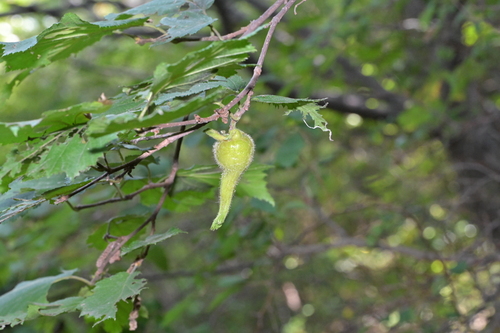 Corylus sieboldiana observed 2026-08-22