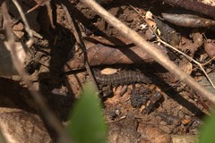 Corydalus bidenticulatus