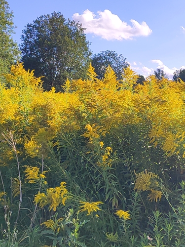 Canada goldenrod
