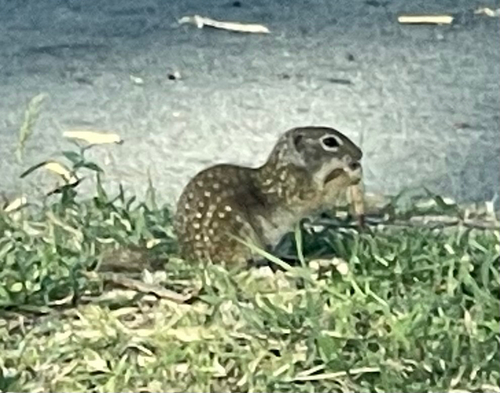 Rio Grande Ground Squirrel observed by reuben85820
