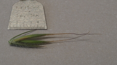 Festuca microstachys