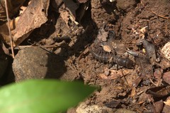 Corydalus bidenticulatus