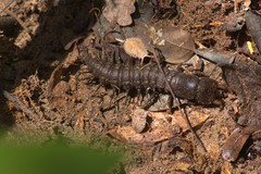 Corydalus bidenticulatus