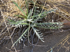 Cirsium pitcheri