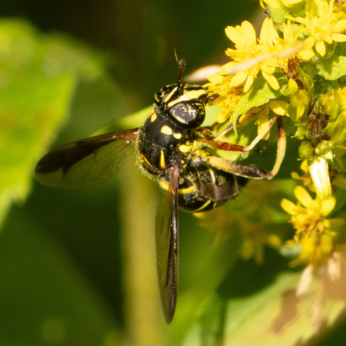 Four-lined Hornet Fly