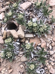 Parthenium ligulatum