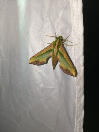 Green Pergesa Hawkmoth