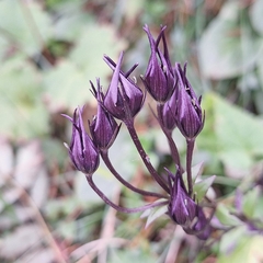Swertia perennis