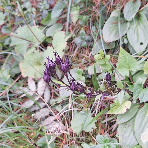 Swertia perennis, photograph 1