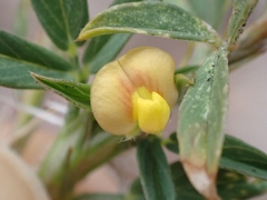 Stylosanthes hamata, photograph (c) Kurt Miller, some rights reserved (CC BY-SA)