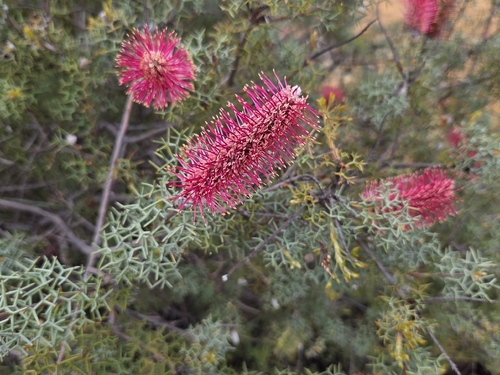 Bottlebrush Grevillea