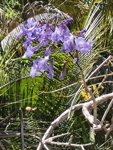 Jacaranda brasiliana, 2026-08-23
