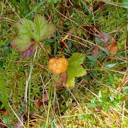 cloudberry