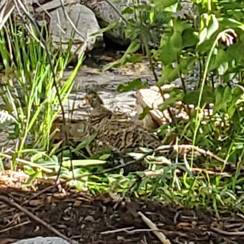 iNaturalist observation photo of Sooty Grouse