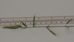 Festuca microstachys