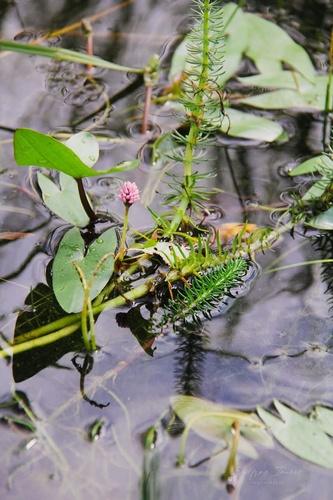 water smartweed