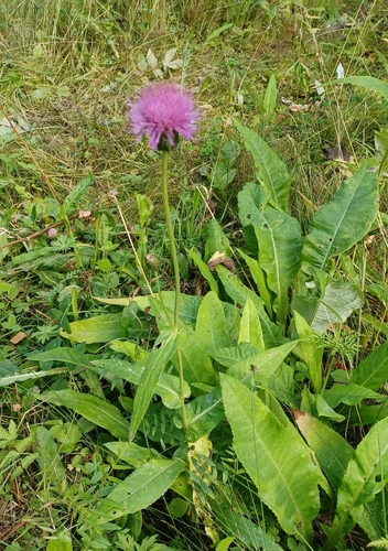 Melancholy Thistle