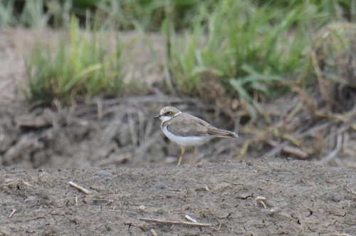 Little Ringed Plover