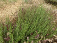 Deinandra minthornii